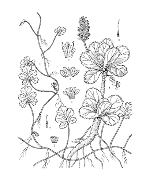 Natural compounds from  Neopicrorhiza scrophulariiflora